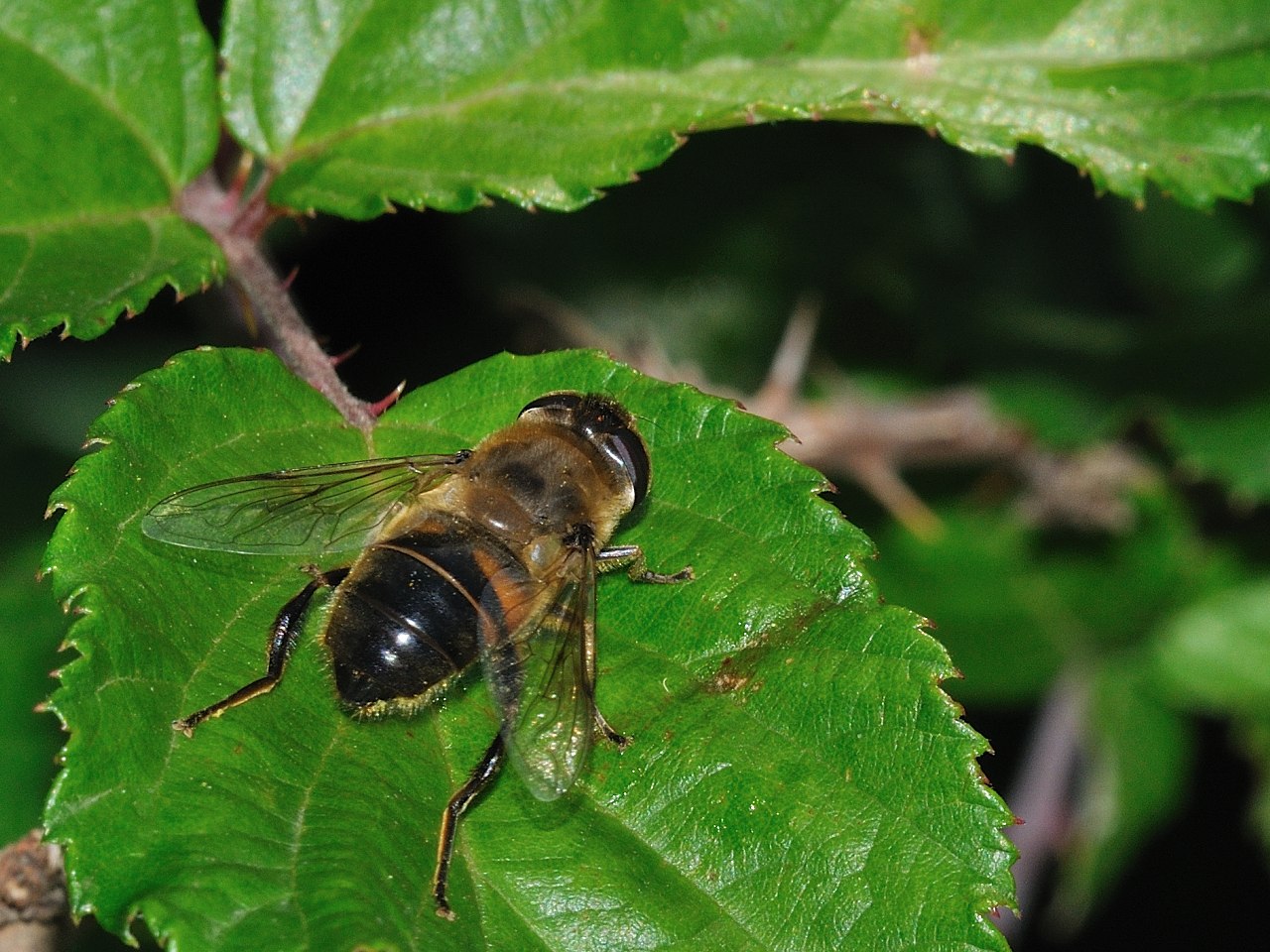 Eristalis (Quale?)